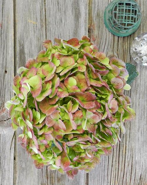 ANTIQUE  RED HYDRANGEA